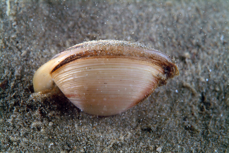 Spisula subtruncata (Da Costa, 1778)